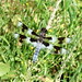 Flickr photo 'Eight-spotted Skimmer' by: Stylurus.