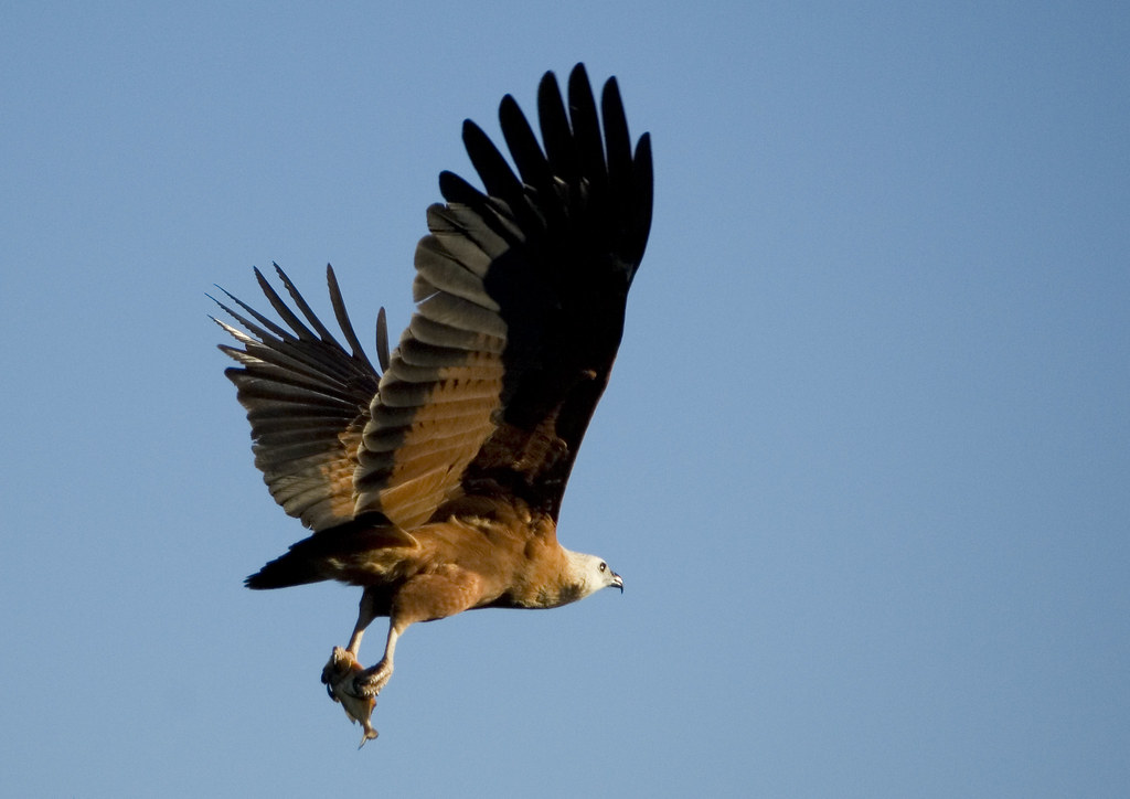 _IGP2194 Black-collared Hawk (Busarellus nigricollis) | Flickr