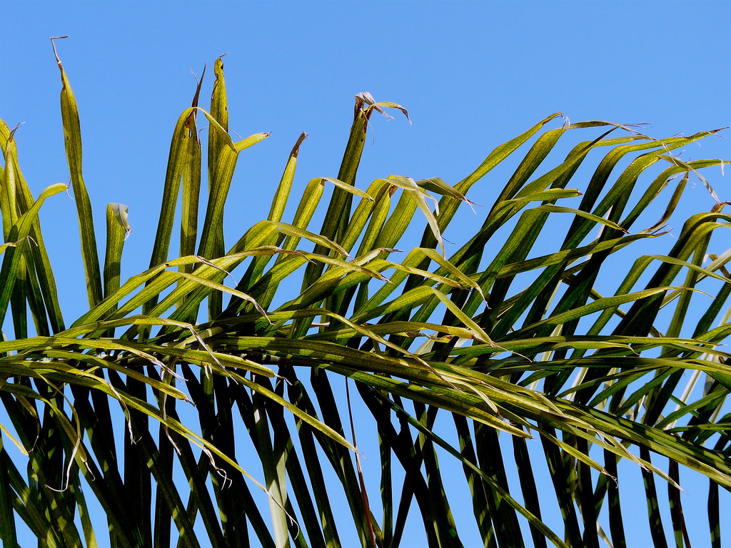 Syagrus romanzoffiana (III) -hojas- | Nombre común: Coco plu… | Flickr
