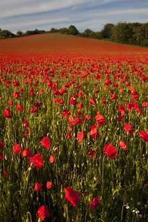 Poppies 2011 - 5 | by Philip Lench