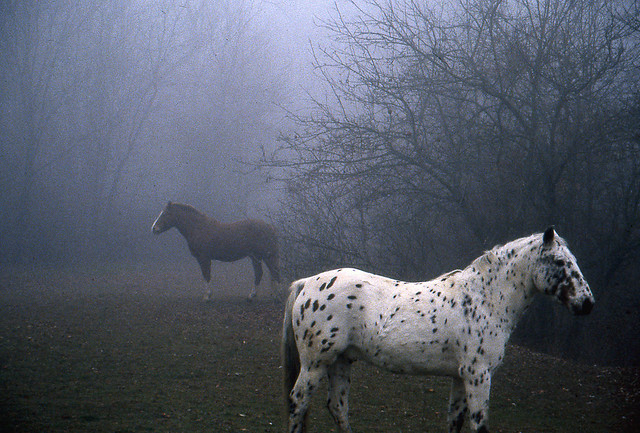 Horses in the Mist