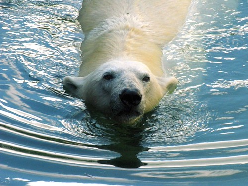 Taking a Dip by dfg photography