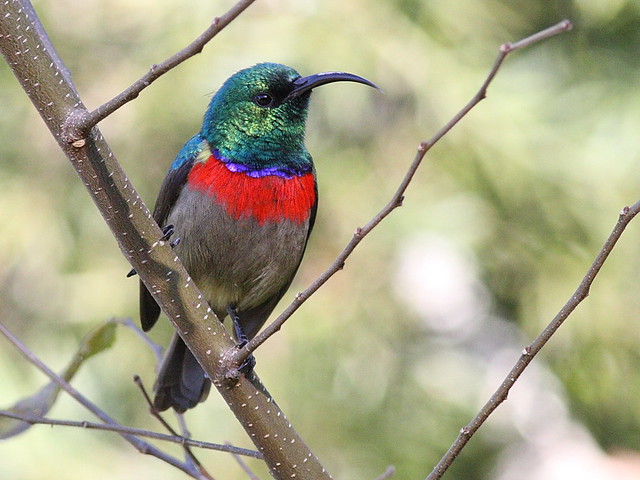 Greater double collared sunbird