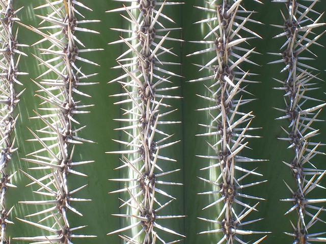 Pachycereus pringlei (Mexican giant cactus)