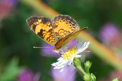 flower butterfly d60