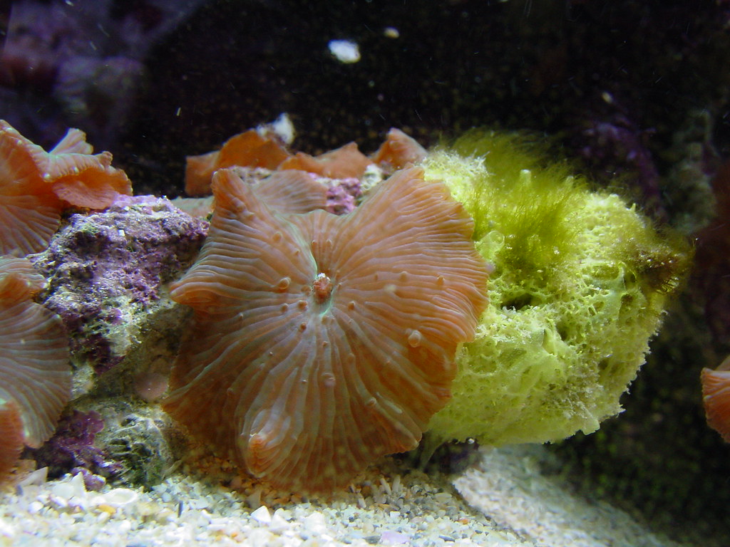 Reef Tank Corals Saltwater Fish Reef Tank Corals Saltwater Flickr,Wagh Bakri Spiced Tea