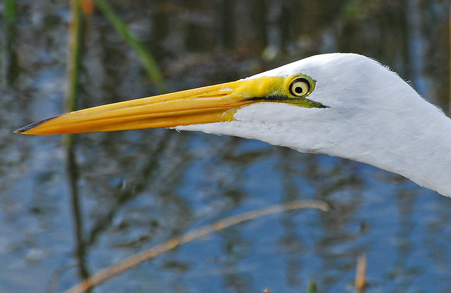 egret headshot