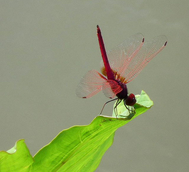 Dragonfly, Pha Thao