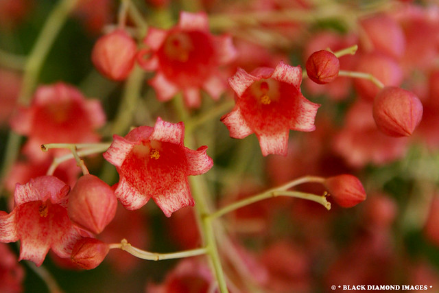 Male Flowers Brachychiton X roseus - Wentworth Flame Tree (Brachychiton acerifolius X Brachychiton populneus)