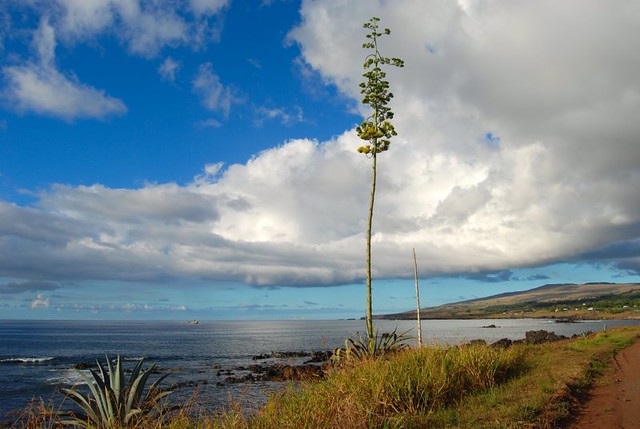A LONE TREE...NORFOLK PINE...THE Easter Island