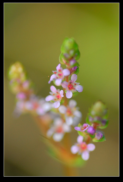 The Very Small Flowers