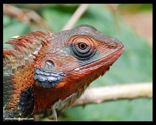 Calotes calotes | Knuckles moutain rang, Sri Lanka | Chandika ...