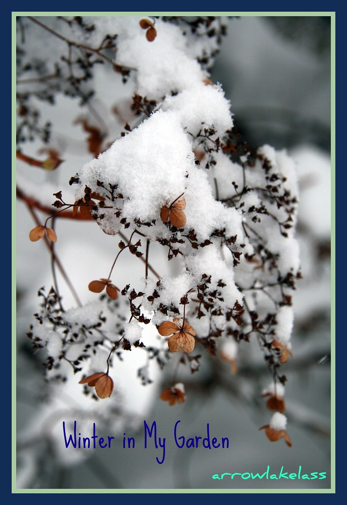 Winter Climbing Hydrangea Arrowlakelass Flickr