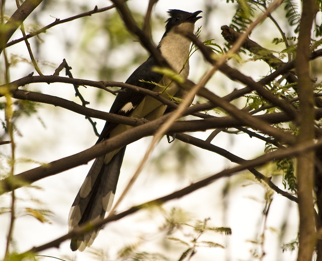 pied crested cuckoo #2