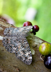 Butterfly on a Tree