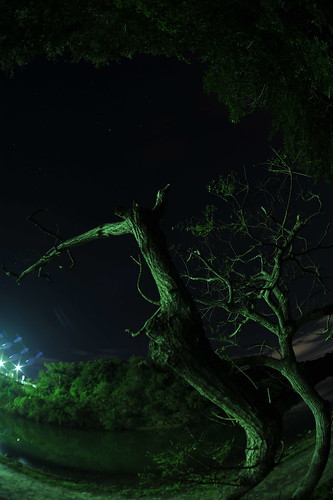 nightphotography sky tree japan night digital river stars lowlight nikon asia tripod sigma fisheye 日本 okinawa fullframe nikkor orient 沖縄 fx fareast pacifc 1628 ryukyuislands filtermatic 16mmf28fisheye d700