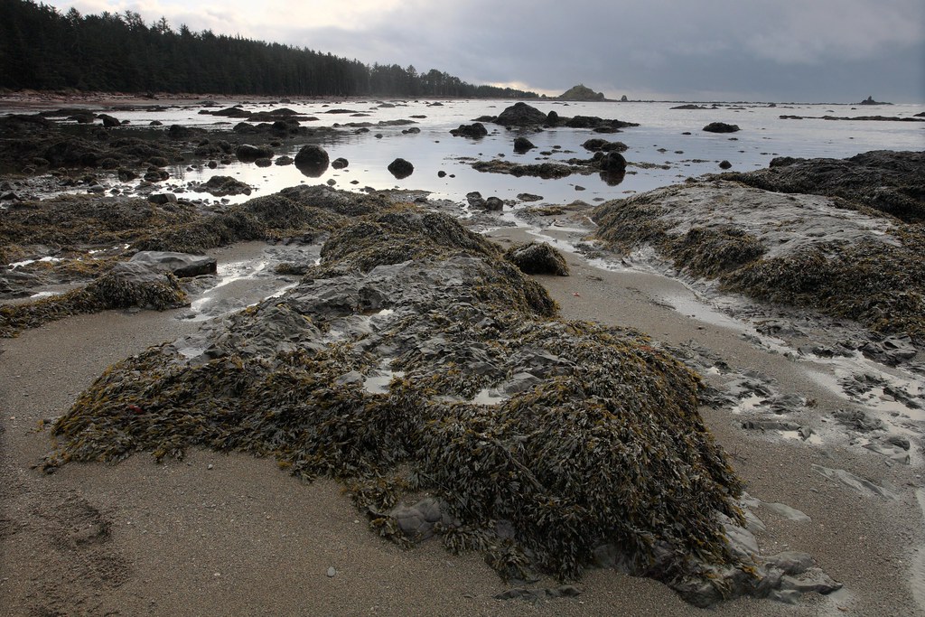 Sand Point: Kelp on rock