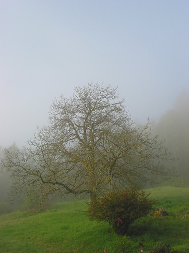 fog and the walnut tree | by rubycrownedkinglette