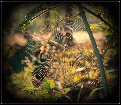 Spinne am Morgen ... by NPPhotographie