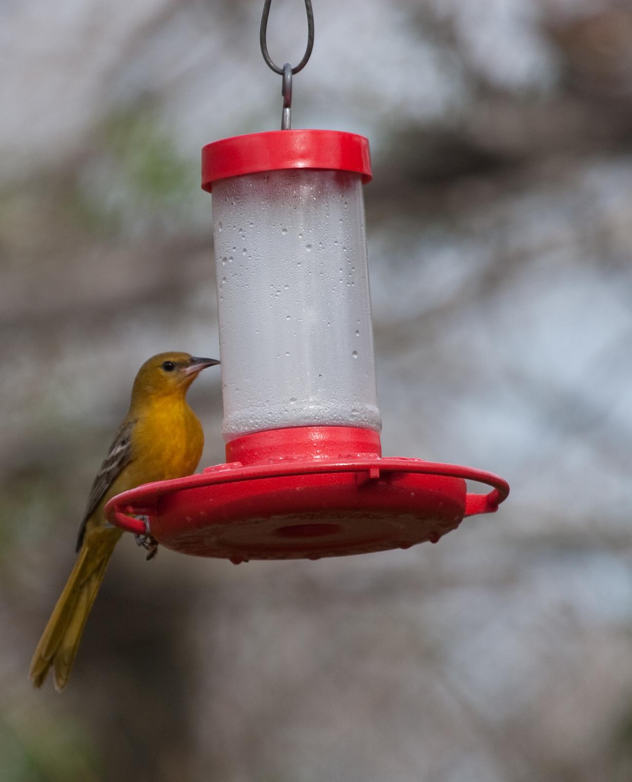 Female Oriole