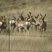 Flickr photo 'Herd of Pronghorn East of the Santa Ritas' by: yokohamayomama.