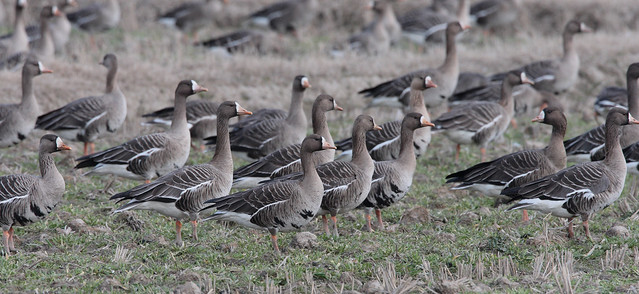 Greater White-fonted Goose
