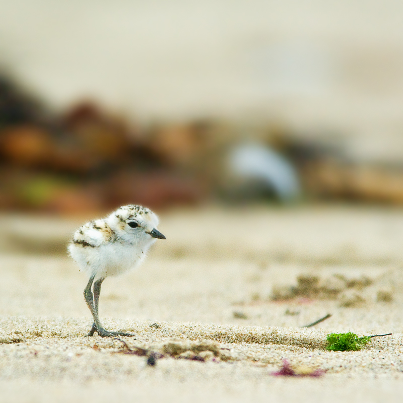 Snowy Plover chick - a second's rest by beachwalker2007