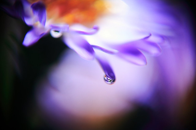 Another Softly Rendered Aster &  Droplet