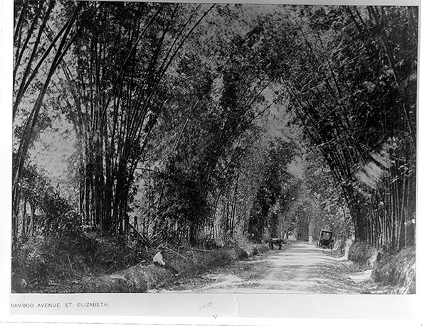 Bamboo Avenue, St. Elizabeth, Jamaica, 1903