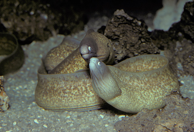 Image662- Morey eels