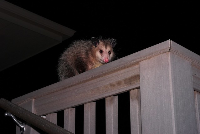 Opossum, August, 2008