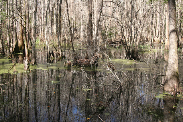 Tupelo swamp