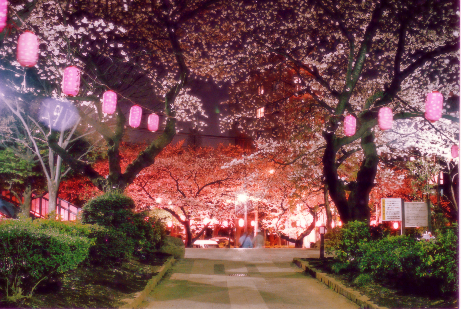 Cherry Blossom at night