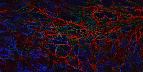 Synaptic Roadmap by BaubCat