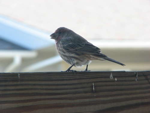Purple Finch | by magpieh41