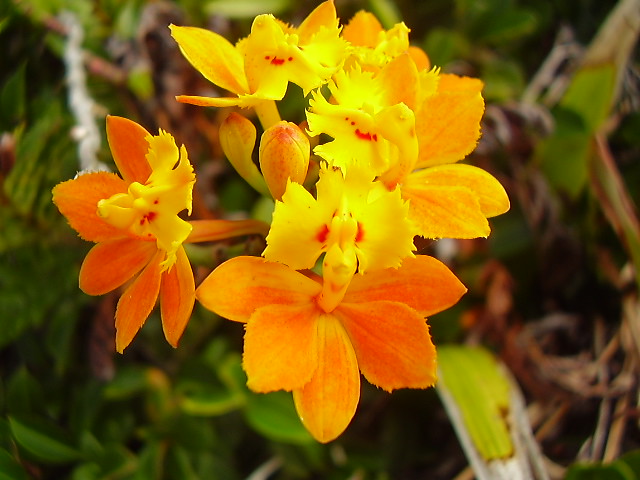 Orquídeas nas dunas em Ilha Comprida | Ilha Comprida - SP Br… | Flickr