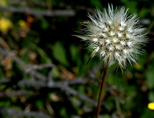 Delicate | by drsphoto