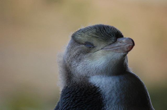 the very rare yellow eyed penguin