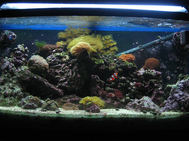 Current state of the aquarium