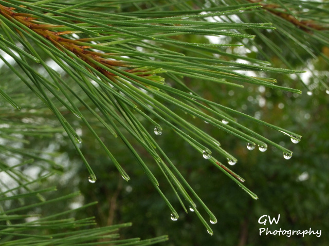 Pine Leaf Drops