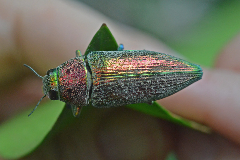 Lampetis affinis (E. Saunders 1866) Buprestidae-Chrysochroinae-Jewel Beetle-แมลงทับสลักลายม่วง
