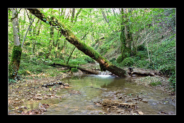 Ruisseau en forêt 