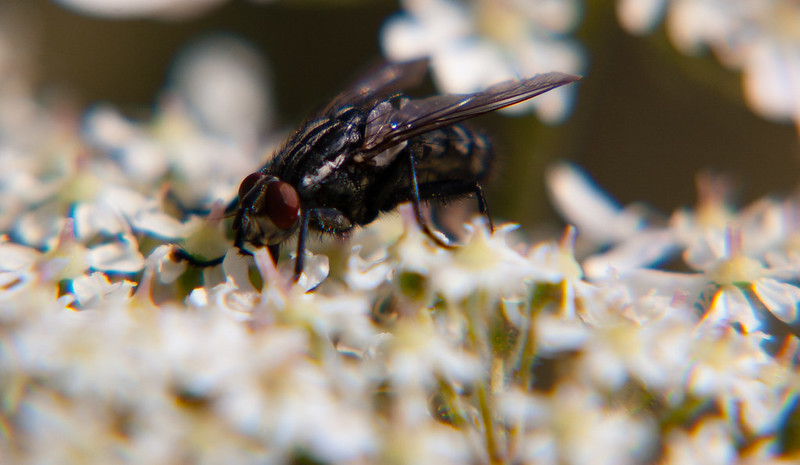 Fly feeding on umbellifer flower