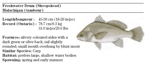 Ont-fish-Freshwater-Drum=Sheepshead, Monado