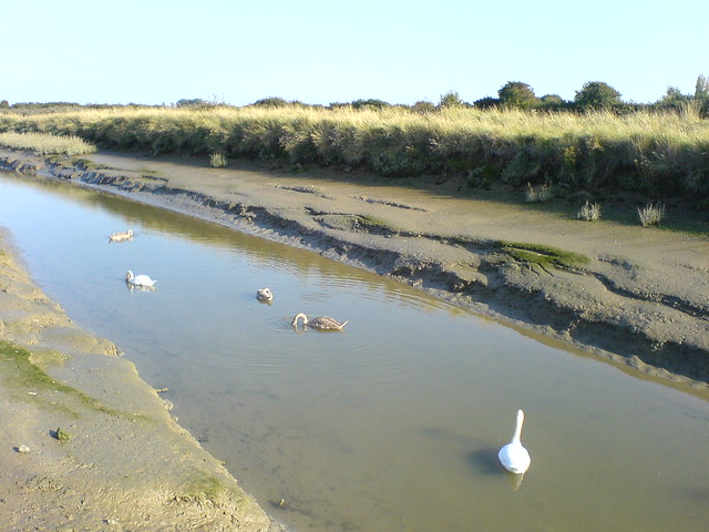 Swan family at Pagham Harbour