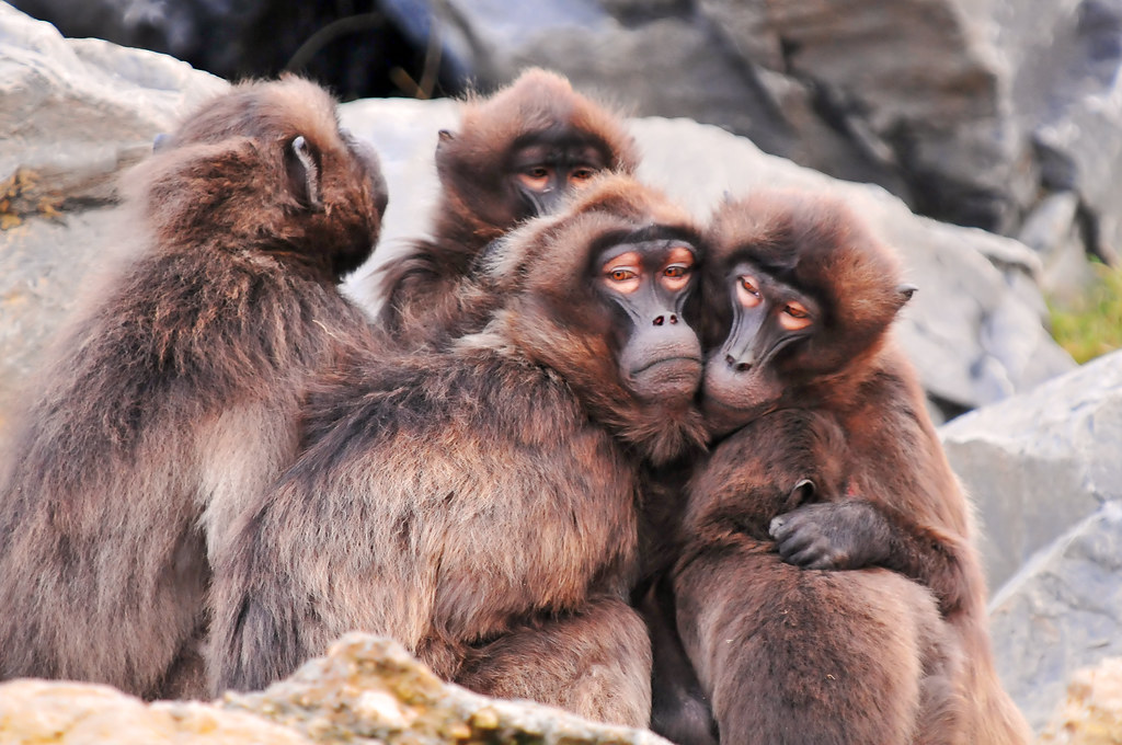 Piled baboons | A group of gelada baboons holding each ...