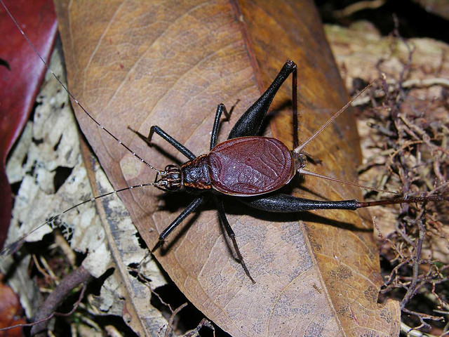 Chocolate-winged cricket (Luzara sp ?, Eneopterinae), Rio Urubu, Brazil