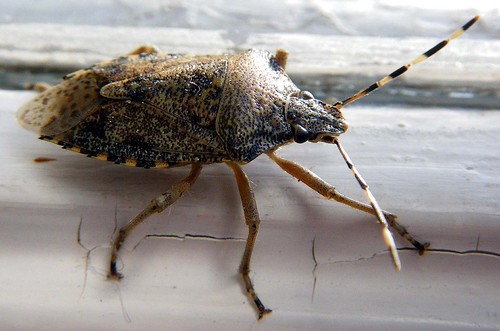 Euschistus servus | by vincenzo lerro
