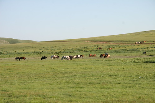horses panorama animals 2006 mongolia roads steppes 8106 bulganaimag sayhansum