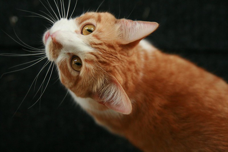 An orange cat named Freddy looking up